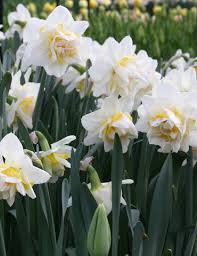White Lion Double Daffodil Daffodils Bulb Flowers Flower Garden
