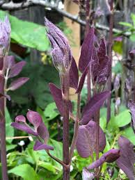 Image result for Clematis recta atropurpurea