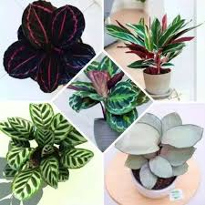 Dengan bujet terbatas, kamu masih bisa membuat taman. Jual Paket Murah Tanaman Hias 5 Tanaman Calathea Tamaman Indoor Outdoor Terbaru Juli 2021 Blibli