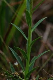 Image result for Lobelia chireensis