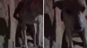 घिनौना! मादा कुत्ते के साथ Sex करते कैमरे में कैद हुआ शख्स, गिरफ्तार |  Disgusting! A man was caught on camera having sex with a female dog,  arrested घिनौना! मादा कुत्ते के