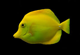 Work with freshwater fish, saltwater fish & live corals.industry experience strongly preferred, but. Yellow Tang Wikipedia