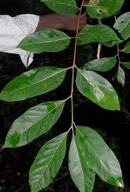 Image result for Pseudospondias microcarpa