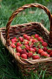 Le B A Ba Des Fraises Photos De Fruits Et Legumes Fruits Et Legumes Fruits