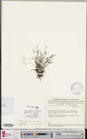 Image result for Rhipidoglossum bilobatum