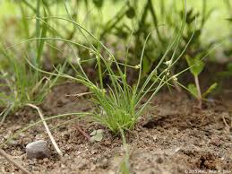 Image result for Lipocarpha micrantha