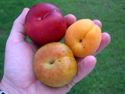 What's the difference and why you should store ripe stone fruit in the whether it's a furry peach, a smooth nectarine, a fragrant apricot or a tangy plum you're spoilt for. Plum Prunus Domestica Prunus Salicina Fruit Crops