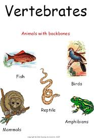 Cc Cycle 1 Week 4 Science Groups Of Vertebrates Vertebrates And Invertebrates Vertebrates Vertebrate Groups