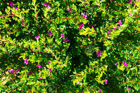 Several dogwood cultivars have red leaves and pink flowers. Green Leaf With Tiny Pink Flower Stock Photo Picture And Royalty Free Image Image 87926473