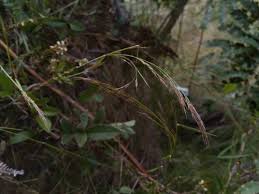 Image result for Trichopteryx fruticulosa