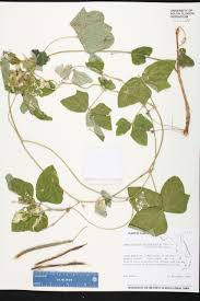 Image result for Macroptilium atropurpureum