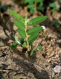 Image result for Alysicarpus zeyheri