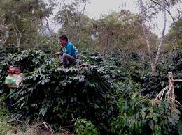 Kopi indonesia dihargai mahal di luar negeri. Gambar Kata Anak Petani Kopi Gambar Kata Hd