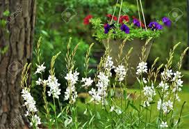 Maybe you would like to learn more about one of these? White Flower Of Gaura Lindheimeri Or Whirling Butterflies Blooming Stock Photo Picture And Royalty Free Image Image 147735164