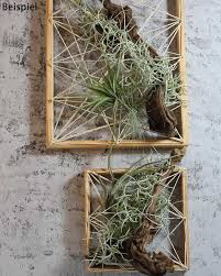 Tilandsien Raritaten Im 4er Set Kreativ Pflanzen Bastelideen