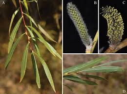 Image result for Salicaceae