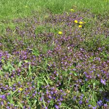 We did not find results for: Allsup Weed Now Or Forever Hold Your Peace Home Garden Pantagraph Com