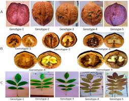 Image result for Juglans