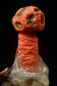 Image result for Pycreus macrostachyus