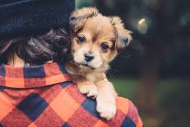 Does pet depot sell animals. Brittany S Pet Depot Pet Food Pet Supplies Pet Grooming More