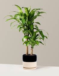 Image result for dracaena