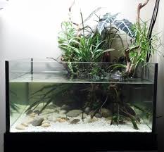 Wabi Kusa 24 X 24 X 12 With Multiple Cory Species And Ram Cichlid Submerged Plants Java Moss And Anubias Nana Aquascape Aquarium Aquascape Aquarium Design