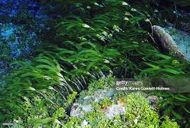 Image result for Thalassodendron ciliatum