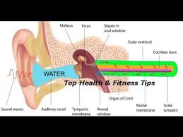What to do when you have water in your ear. How To Get Water Out Of Your Ear Fast Top 10 Home Remedies 2016 Youtube