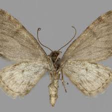 Image result for Eupithecia conterminata