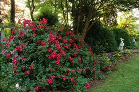 (a) why does the poet mention the muskrose blooms? Marjorie Fair A Southern Garden