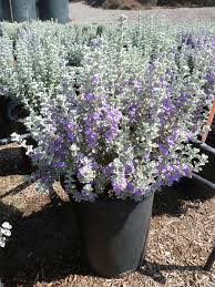 Image result for Zygophyllum cuneifolium