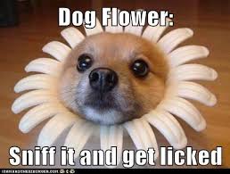 Dog Flower Funny Animal Pictures Funny Dog Pictures Dog Flower