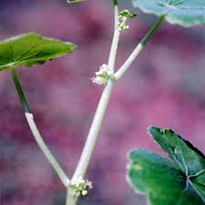 Image result for Hydrocotyle mannii