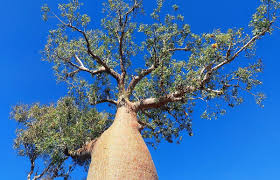 Image result for Stadmannia oppositifolia