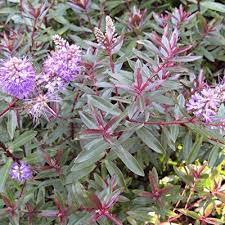 Veronica 'Shirley Blue'