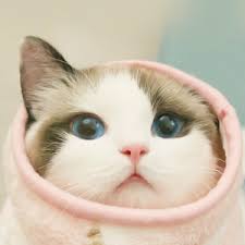 We hope you enjoy our growing collection of hd images to use as a background or home screen for your smartphone or computer. Cute Cat Wallpapers Hd Free Kitten Backgrounds 4k 2 1 1 Apk Free Personalization Application Apk4now
