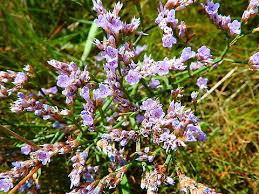 Image result for Limonium vulgare
