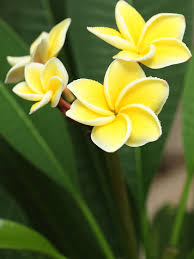 Riesenauswahl an produkten für zuhause. Maui Yellow Plumeria Plant Hawaiian Frangipani Urban Tropicals