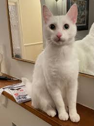 He has been FOUND. Was stuck in a garage notr from his last sighting. Been  in it for over 24 hours. The advice