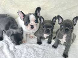 Weekly brushing will go a long way in keeping this pup's coat healthy. Beautiful Solid Blue French Bulldogs Puppies Bulldog Puppies French Bulldog Puppies Blue French Bulldog Puppies