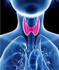 The hair loss is typically reversed after your thyroid hormone levels are normalized. Thyroid Function And Hair Loss Gl Perrault Md Hair Loss And Hair Restoration