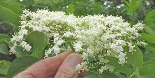 We did not find results for: White Flowers Tree Guide Uk White Flowers Used For Tree Identification