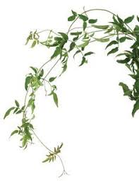 You Just Have To Say That You Re Fine Vine Jasmine Vine All Year Jasmine Plant Jasmine Flower Jasmine Vine