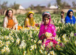 Narcissus Harvest In Iran Daffodil Gardening Daffodils Flower Festival