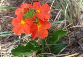 Image result for Crossandra greenstockii