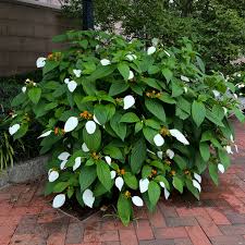 Image result for Mussaenda