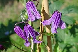 Clematis urophylla 'winter beauty', clematis 'new love', clematis napaulensis, clematis 'miss bateman', clematis x. Perennial Clematis Integrifolia Order Online