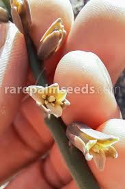 Image result for Dipcadi brevifolium