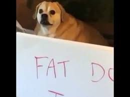 Find images of fat dog. Fat Dog Jail Youtube