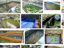 Nama marble sendiri berasal dari corak fisiknya yang sangat menarik. Budidaya Ikan Di Pekarangan Rumah Tambah Penghasilan